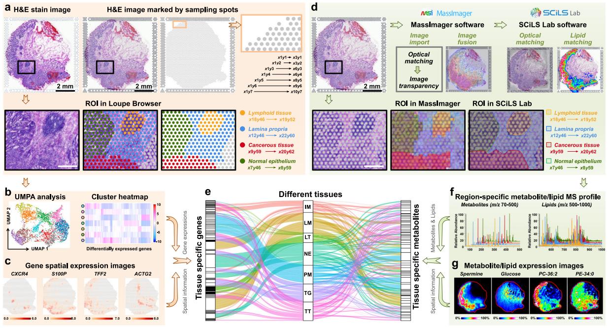 Figure 2: Spatial multi-omics workflow and analyses linking histology-defined regions to distinct molecular clusters and spatial feature distributions