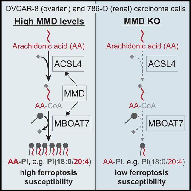Graphical abstract illustrating MMD interaction with ACSL4 and MBOAT7 to increase AA-containing PI and ferroptosis susceptibility.