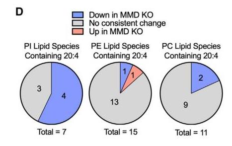 Lipidomics result highlighting AA-PI species as the main phospholipids increased by MMD.