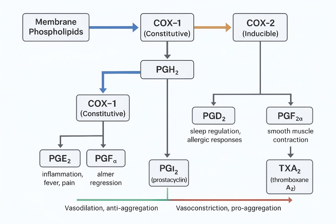COX-1/COX-2 pathway from arachidonic acid to PGE2, PGD2, PGF2α, PGI2, TXA2; shows PGI2–TXA2 balance and key branches.