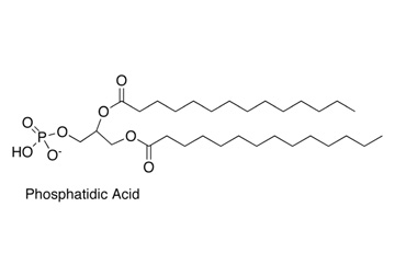Function and Analysis of Phosphatidic Acid