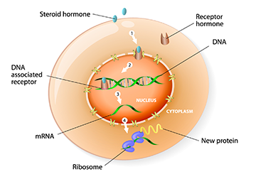 How to Detect Steroid Hormone