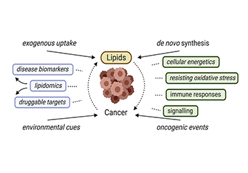 Lipidomics and Cancer Research