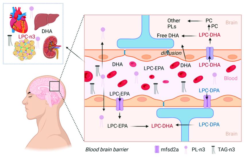 Absorption pathways of different forms of omega-3 fatty acids by the heart, liver, kidney, and brain