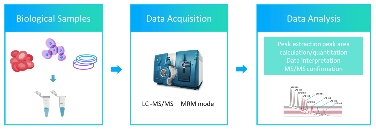 The workflow of saccharolipids analysis service.