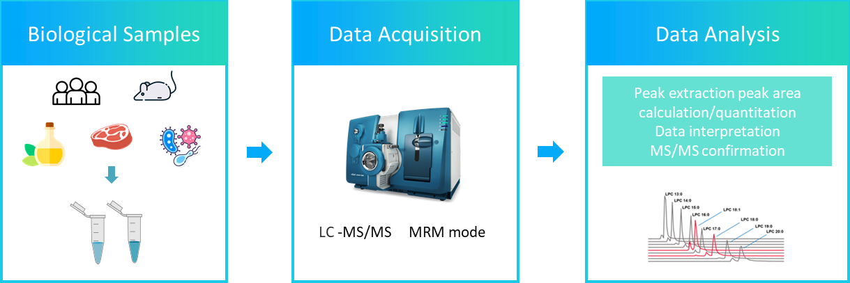 The workflow of saturated fatty acids targeted analysis service.