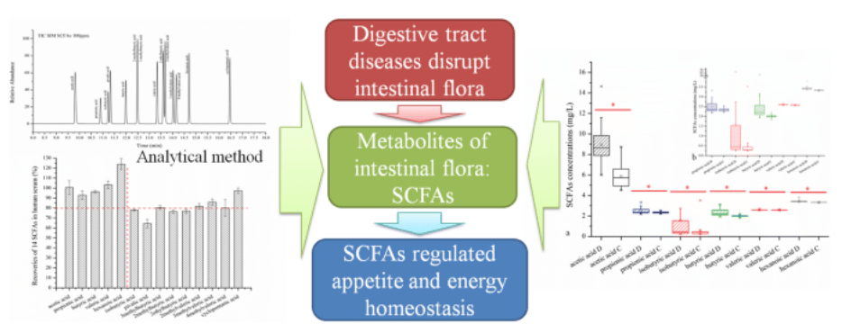 Determination of short-chain fatty acids by GC-MS