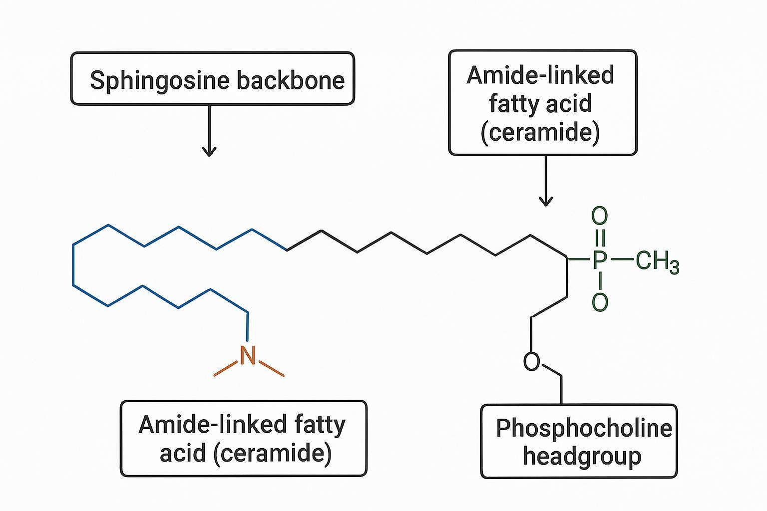 Sphingomyelin structure diagram highlighting sphingosine backbone, amide-linked fatty acid, and phosphocholine headgroup