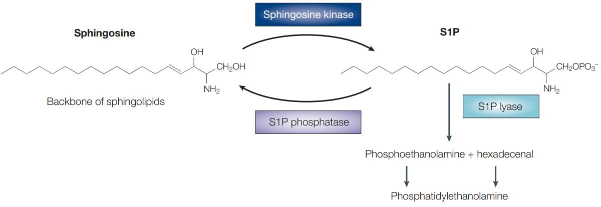 Formation and degradation of S1P