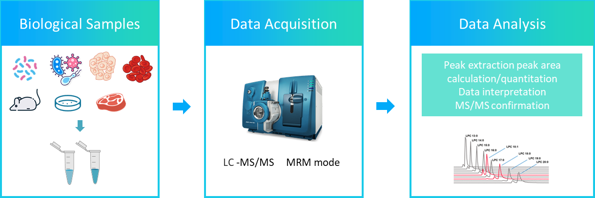 The workflow of straight chain fatty acids analysis service