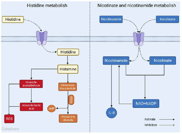 Pathway map summarizing lipid metabolism pathways implicated by differential lipidomics results.