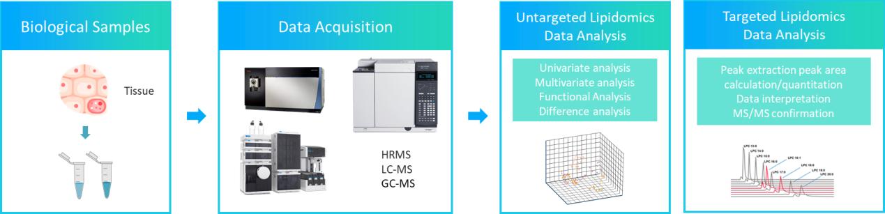 Workflow of Tissue Lipidomics Service