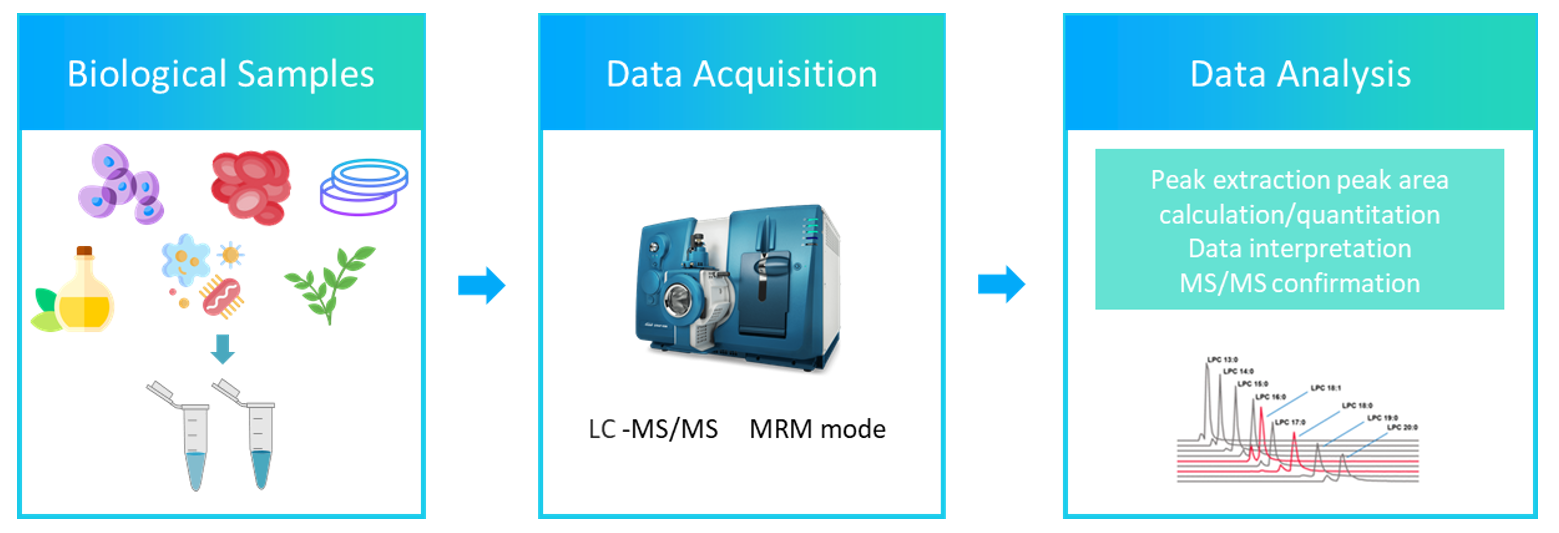 The workflow of diacylglycerol analysis service.