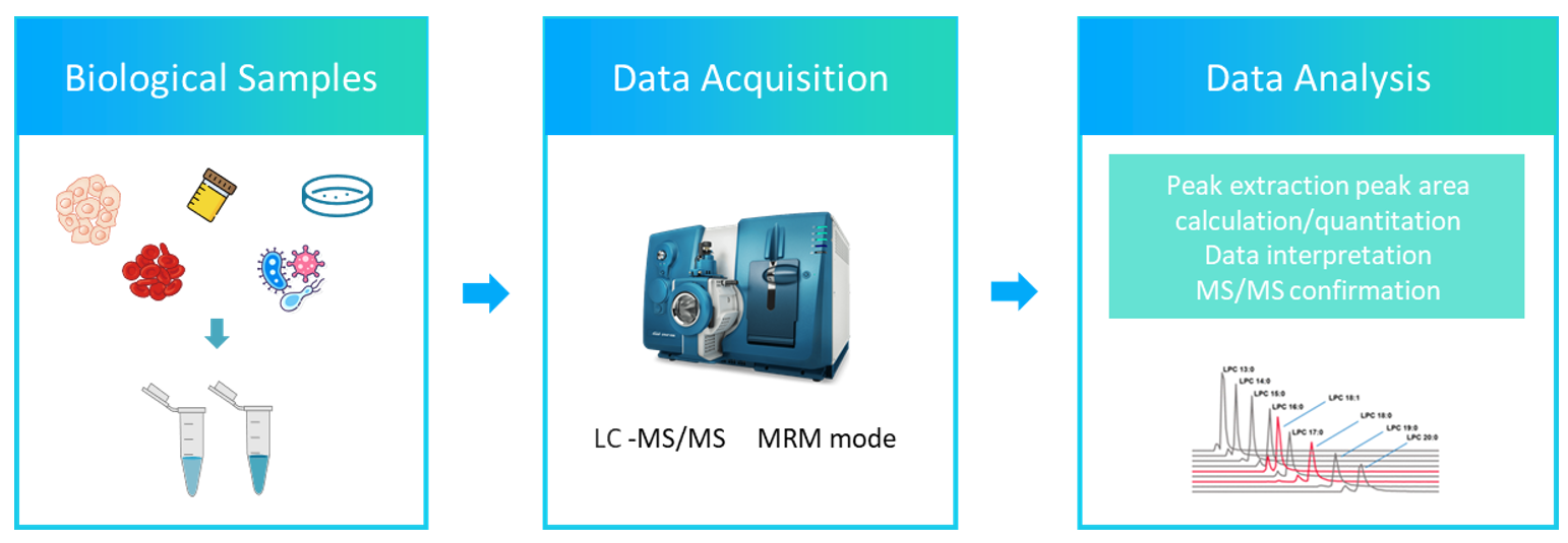 The workflow of triacylglycerol analysis service.