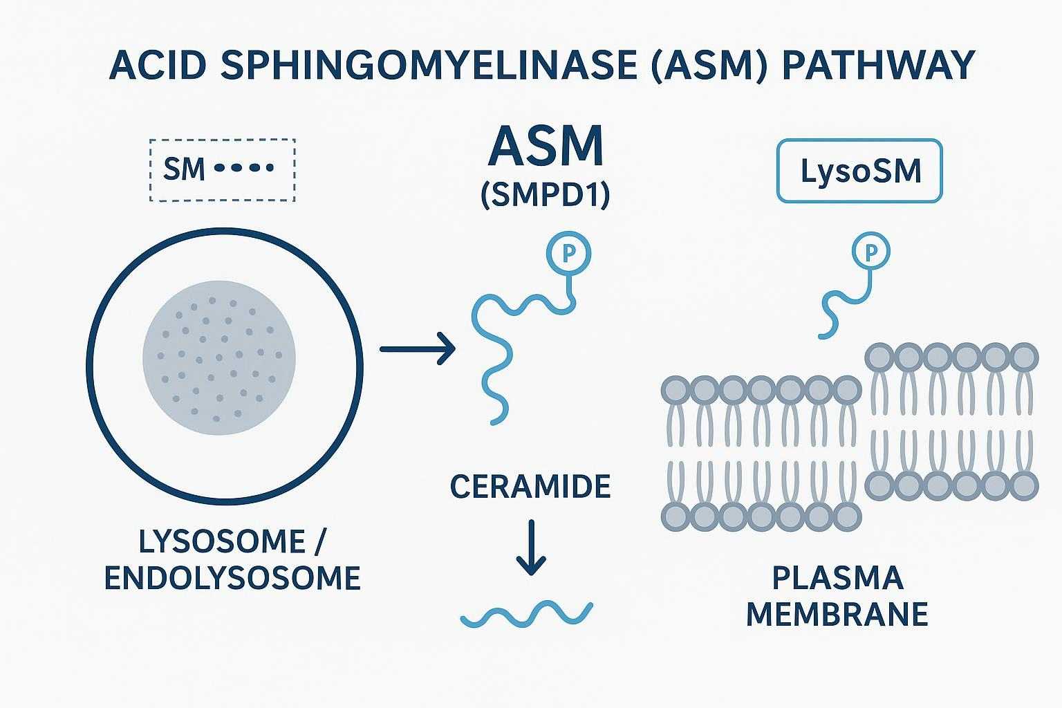 Acid Sphingomyelinase Deficiency: Pathways, Sphingomyelinase Disorders, and Research Models