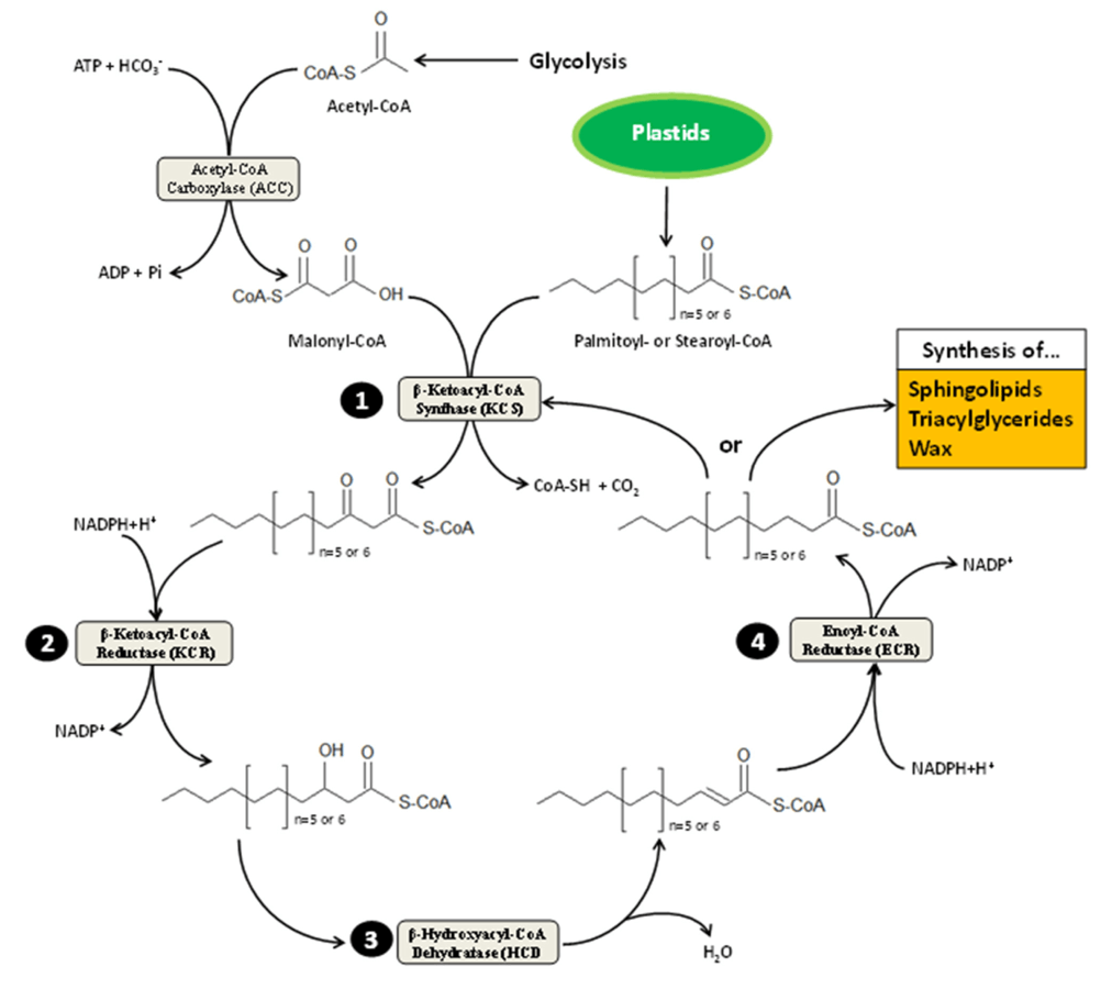 Scheme representation of very-long-chain fatty acid elongation