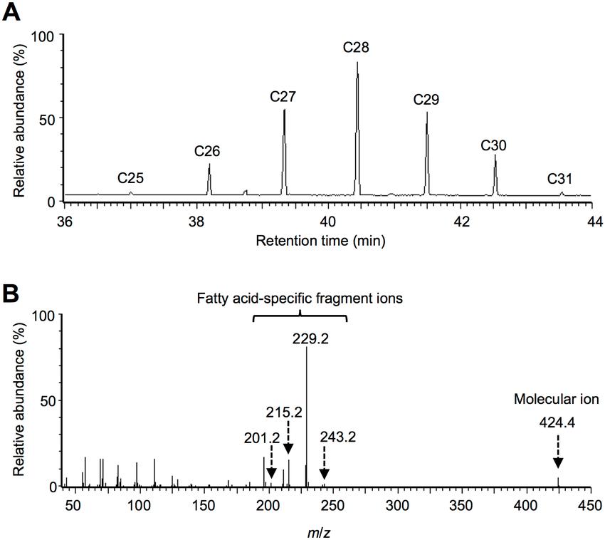 GC-MS analysis of the wax esters in E. gracilis Z under hypoxic-light conditions.