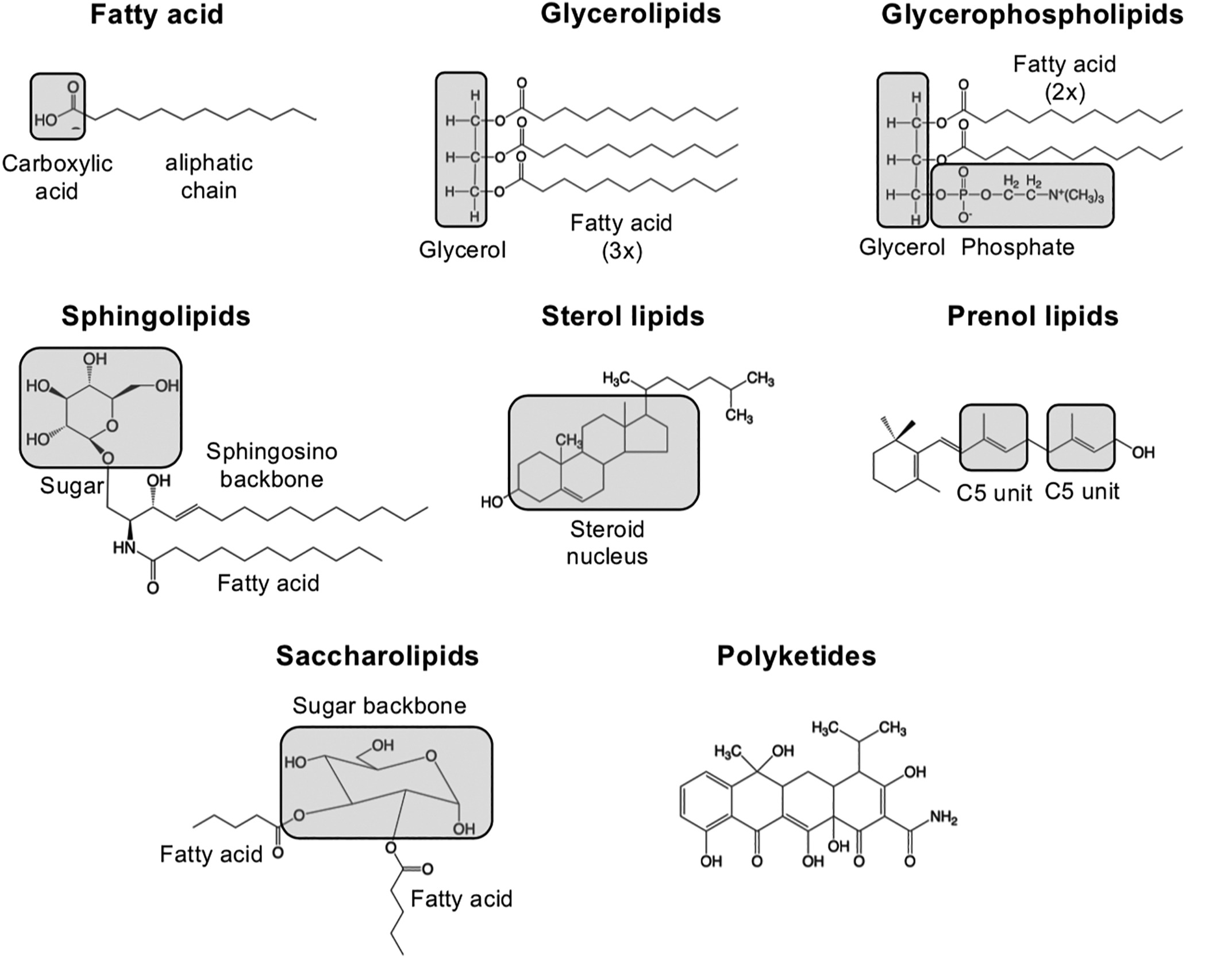 Categorization of lipids