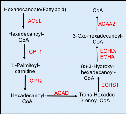 Fatty acid beta-oxidation pathway