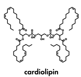 What is Cardiolipin?