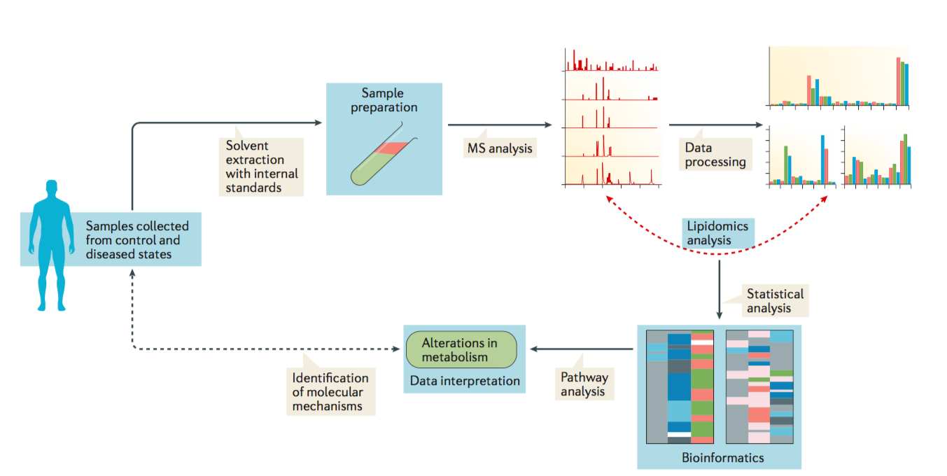 Lipidomics for studying metabolism
