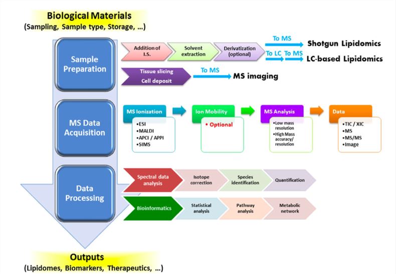 A typical workflow of lipidomic analysis of biological samples
