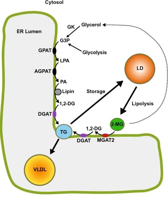 MGAT2 has a role in the lipolysis/re-esterification of stored TG in hepatocytes